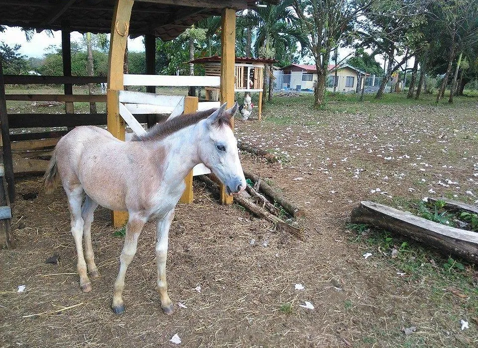 Rancho Villa Rodeo-1